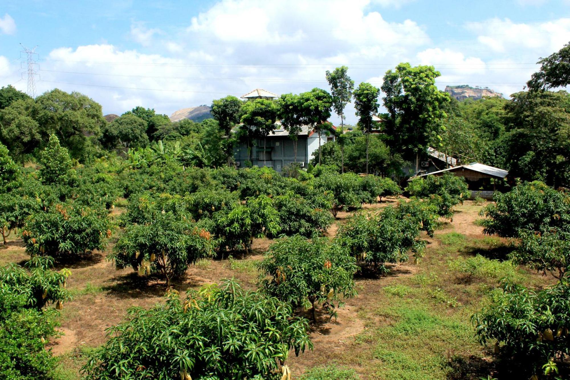 Green Hut Nature Resort Sigiriya Exteriér fotografie